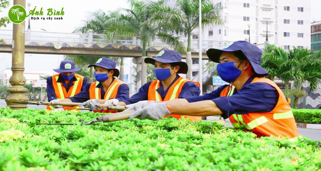 Khi Nào Bạn Nên Gọi Dịch Vụ Cưa Cây?
