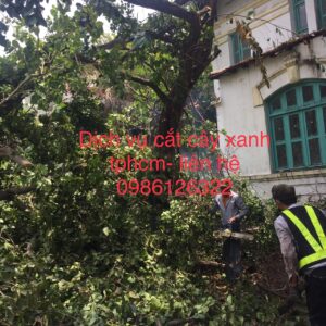 dich vụ căt cây tphcm