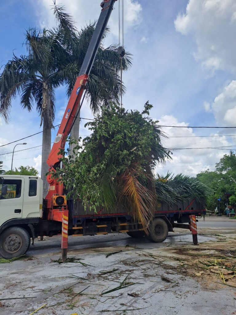 Dịch vụ cưa cây quận 4