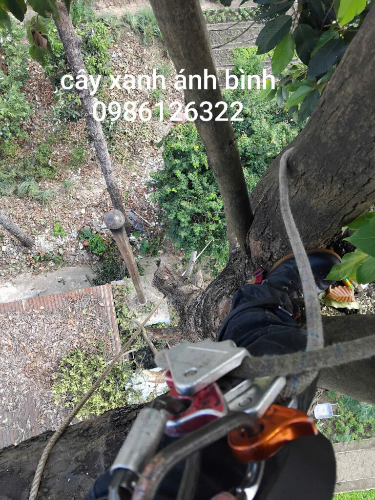 Vì Sao Phải Chặt Cây Xanh Trong Đô Thị?