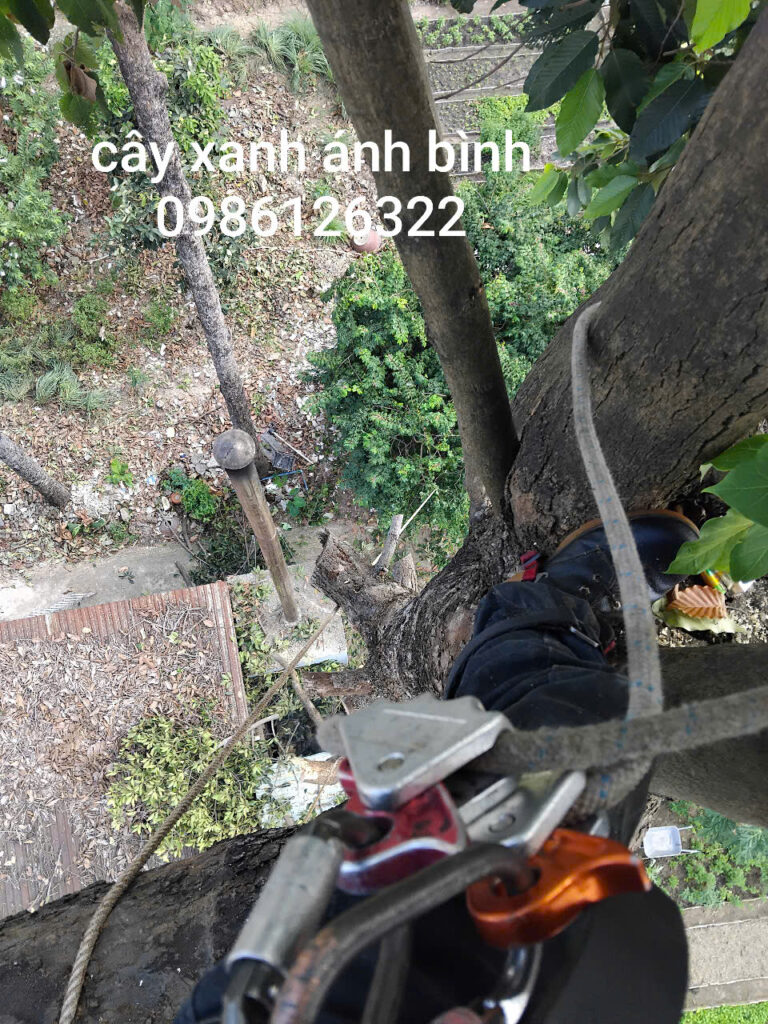 Những vấn đề thường gặp nếu không cắt tỉa cây đúng thời điểm