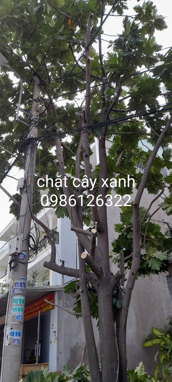 Quy Trình Cắt Tỉa Chuyên Nghiệp Tại Quận 1