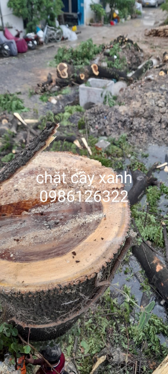 Lợi Ích Khi Thuê Dịch Vụ Cắt Cây Xanh Quận 1 Uy Tín