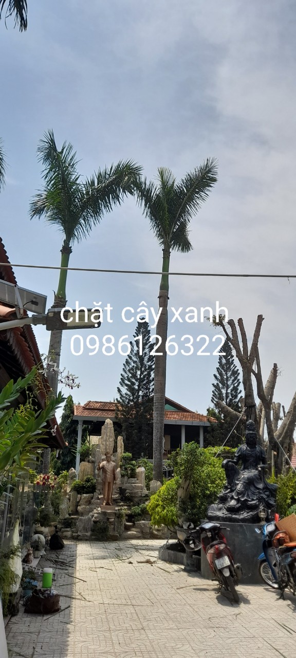 Thời gian cưa cây mất bao lâu?