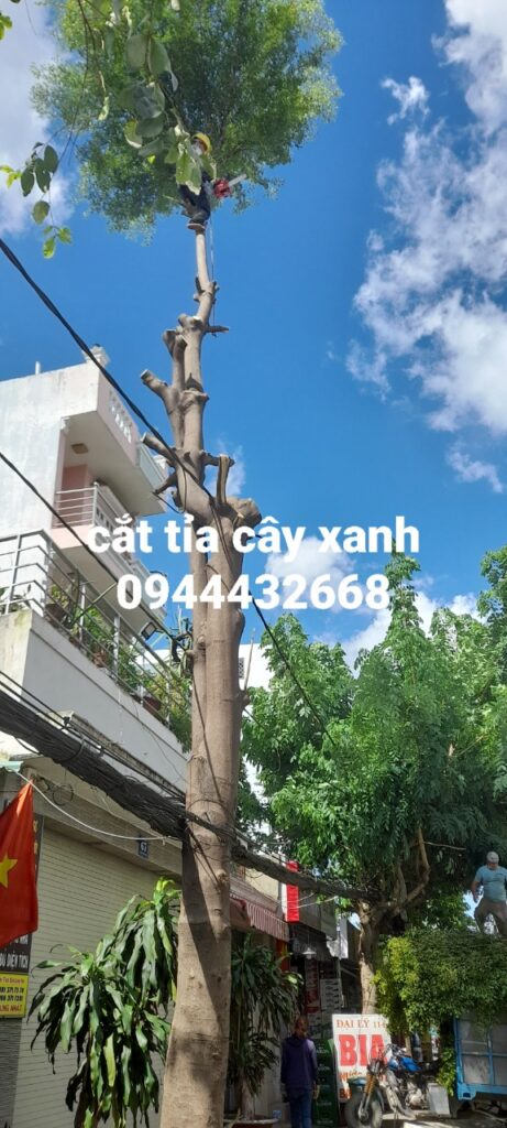 Vì sao cần cưa cây xanh tại quận 1?
