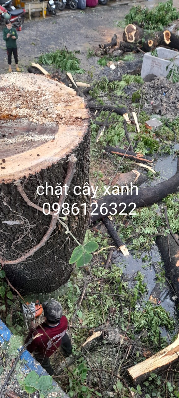 Quy Trình Chuẩn Của Dịch Vụ Cắt Cây Xanh Tại Quận 1