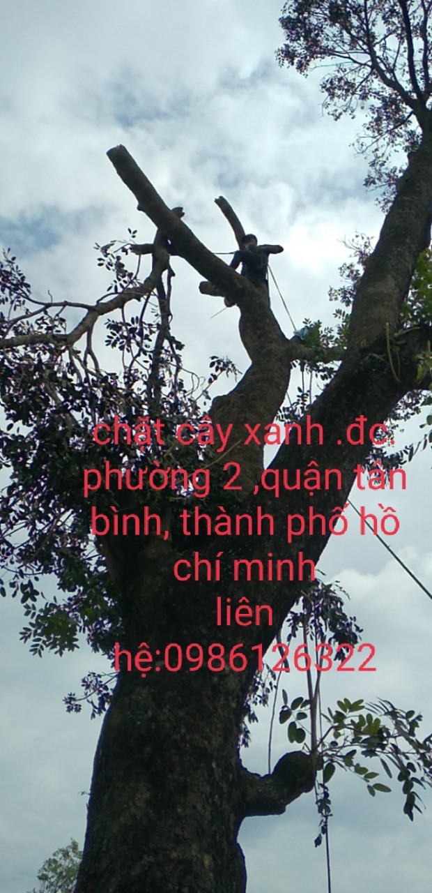 Cưa Cây Khác Gì Với Cắt Tỉa Cây Xanh?