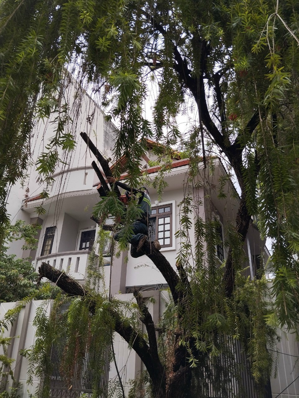 Lý Do Khiến Một Cái Cây Phải Ra Đi