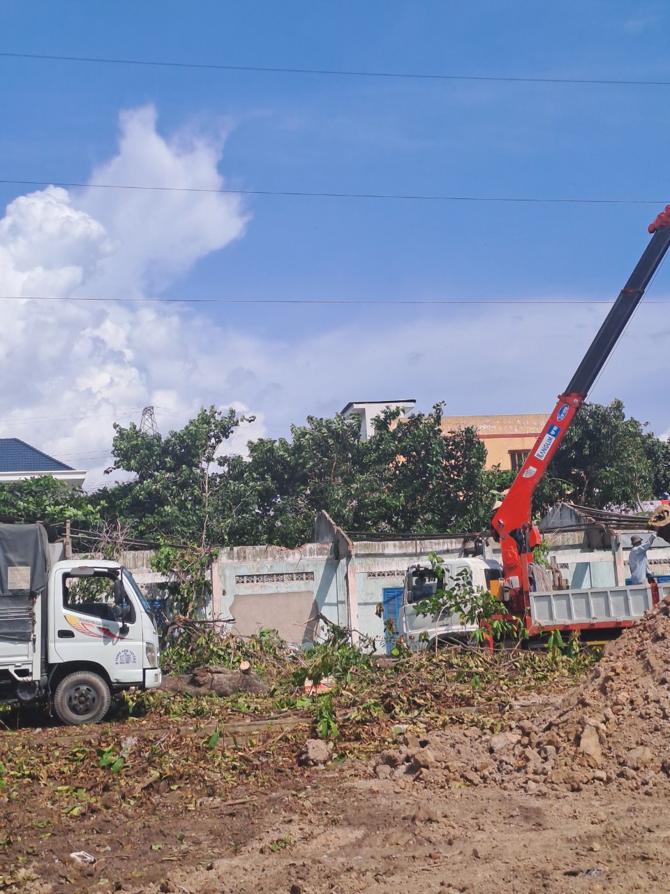 Những tình huống cần chặt hạ cây xanh ngay lập tức