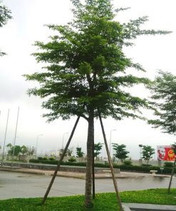 Những Dấu Hiệu Cây Cần Cắt Tỉa Gấp