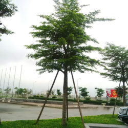 Những Dấu Hiệu Cây Cần Cắt Tỉa Gấp