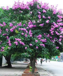 Cây Bằng Lăng Tím