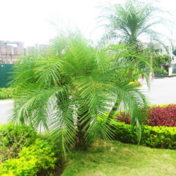 Cây Chà Là Nga Mi