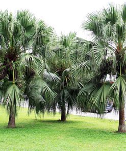 Cây Cọ Trơn