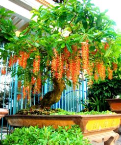 Cây Lộc Vừng