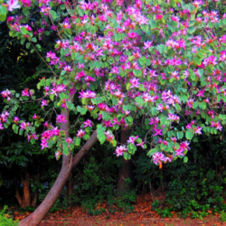 Cây Móng Bò (ban Hoàng Hậu)