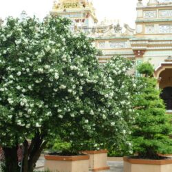 Vì sao phải chặt hạ cây xanh tại quận 1?