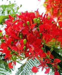 Cây Phượng Vỹ
