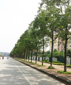 Dịch Vụ Cắt Tỉa Cây Xanh Quận 1 Giá Rẻ Có Gì Khác Biệt?