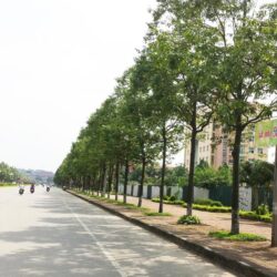 Dịch Vụ Cắt Tỉa Cây Xanh Quận 1 Giá Rẻ Có Gì Khác Biệt?