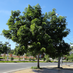 Đối tượng cần cắt tỉa cây xanh tại Quận 1