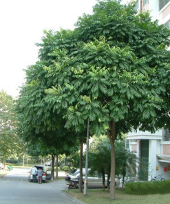 Khi Nào Cần Cắt Tỉa Cây?