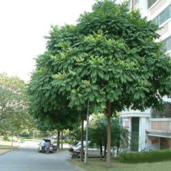 Khi Nào Cần Cắt Tỉa Cây?