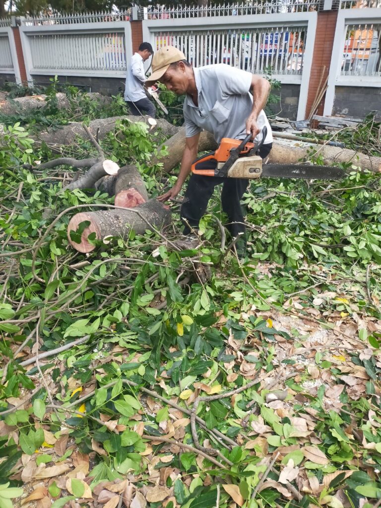 Vì Sao Phải Cưa Cây Ở Giữa Lòng Phố Thị?
