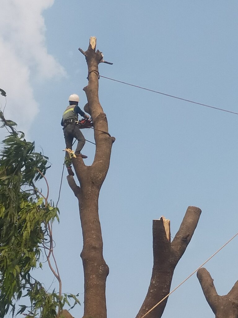 Xử lý cây cao sát dây điện và mái tôn