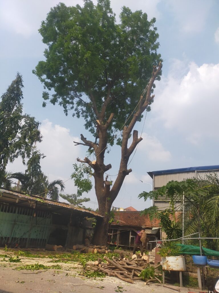 Quy trình cắt cây tại quận 1 – Chuyên nghiệp, nhanh chóng