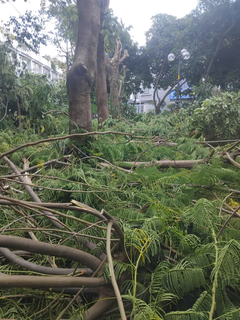 Dịch vụ cắt tỉa cây tại quận 4