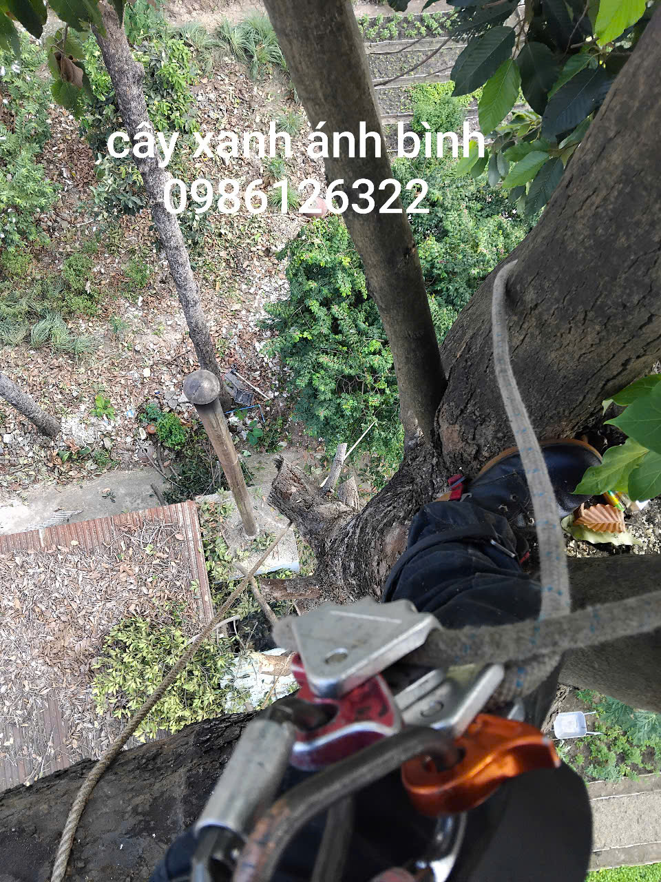 Vì sao quận 2 rất cần Dịch vụ chặt cây xanh tại quận 2?