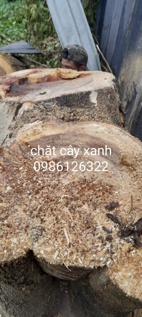 Tiêu chí chọn đơn vị chặt hạ cây quận 3 giá rẻ
