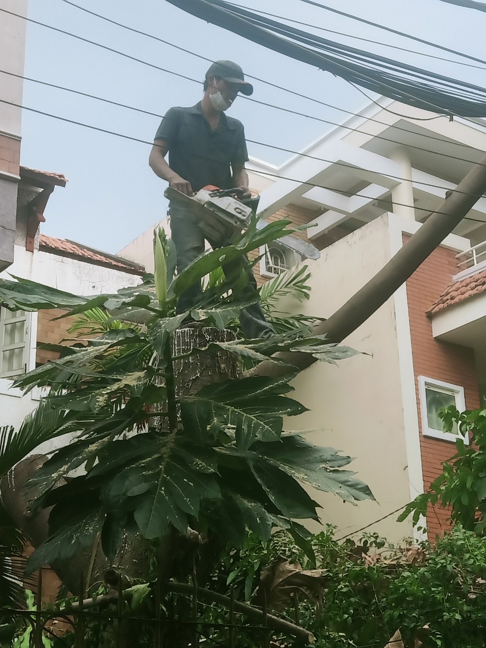 Câu hỏi thường gặp về dịch vụ cưa cây quận 3
