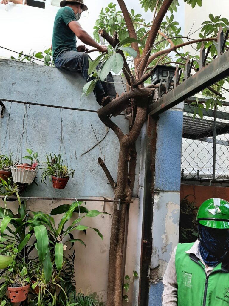 Tại sao cần dịch vụ cưa cây xanh?