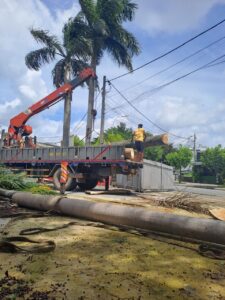 Lợi ích khi thuê Dịch vụ Chặt hạ cây xanh tại quận 3 thay vì tự làm