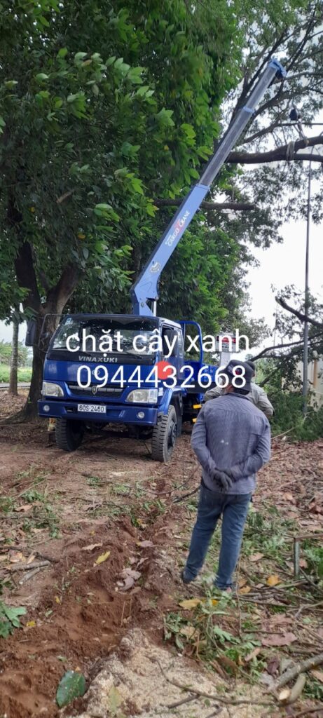 Vì sao phải cắt cây định kỳ ở quận 2?