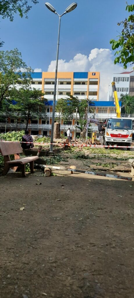 Chi phí dịch vụ cắt tỉa cây xanh quận 3: Bao nhiêu là hợp lý?