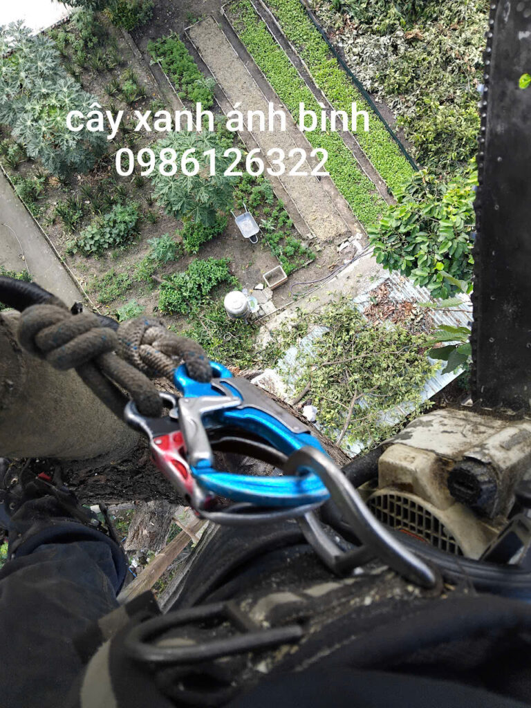 Vì sao cần bảng giá minh bạch khi chặt cây?