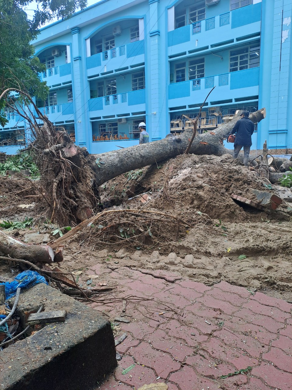 Lợi ích khi thuê dịch vụ chặt cây chuyên nghiệp tại quận 2
