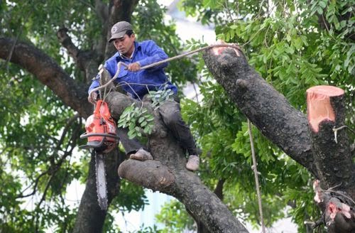 Bảng báo giá tham khảo dịch vụ cắt tỉa cây xanh quận 2