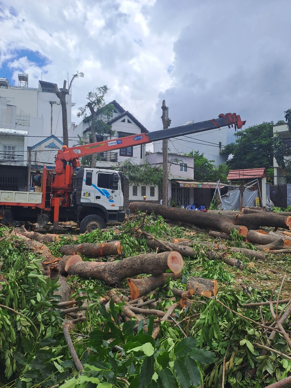Khi nào cần đến dịch vụ chặt cây chuyên nghiệp tại quận 2?