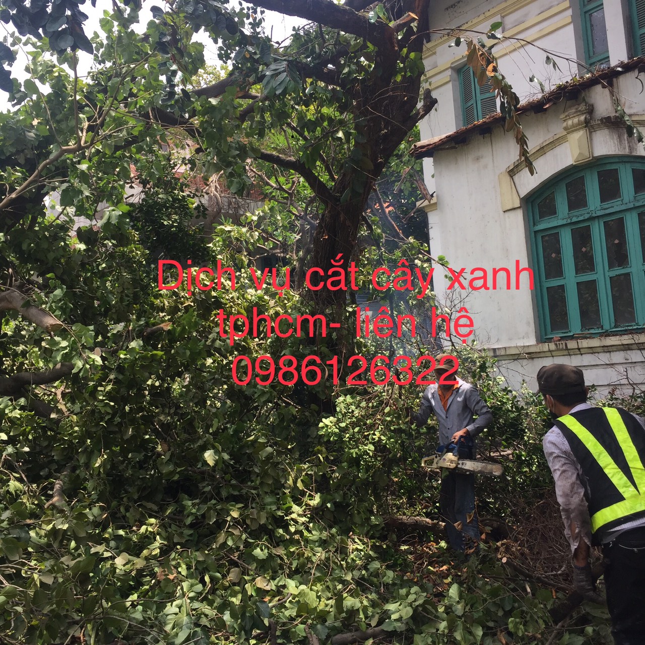 Quy trình tư vấn và thực hiện cắt tỉa cây xanh