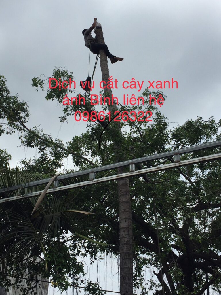 Các hạng mục cắt tỉa cây phổ biến ở quận 3