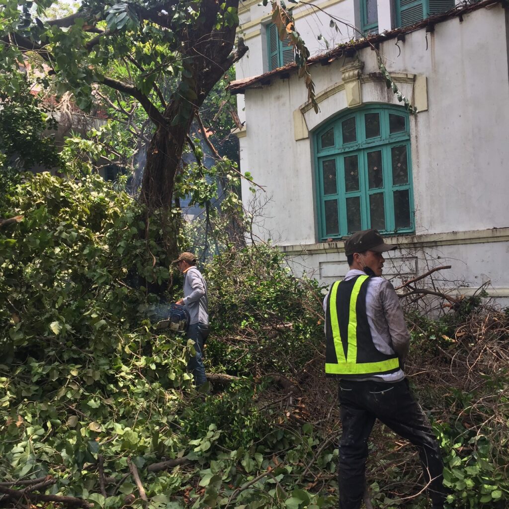 Quy trình cắt tỉa cành cây quận 3 “chuẩn chỉnh”