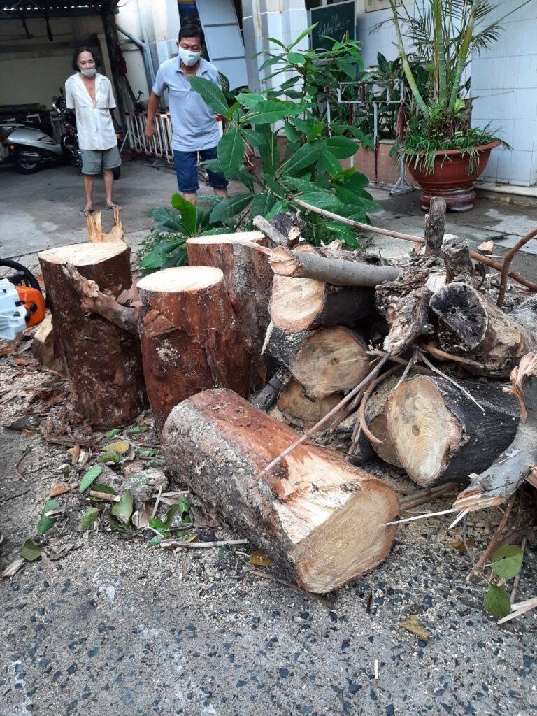 Vì sao phải chặt cây xanh tại quận 2?
