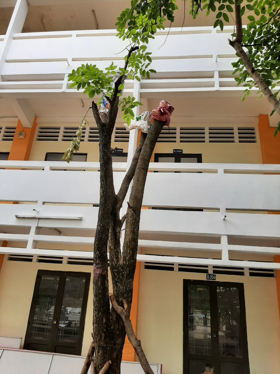 Tiêu chí chọn dịch vụ cưa cây xanh quận 3 uy tín