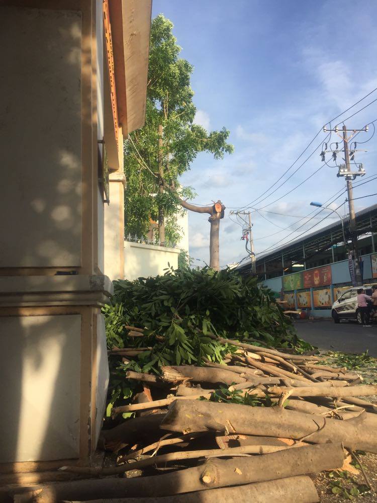 Quy trình cắt tỉa chuyên nghiệp tại Quận 3