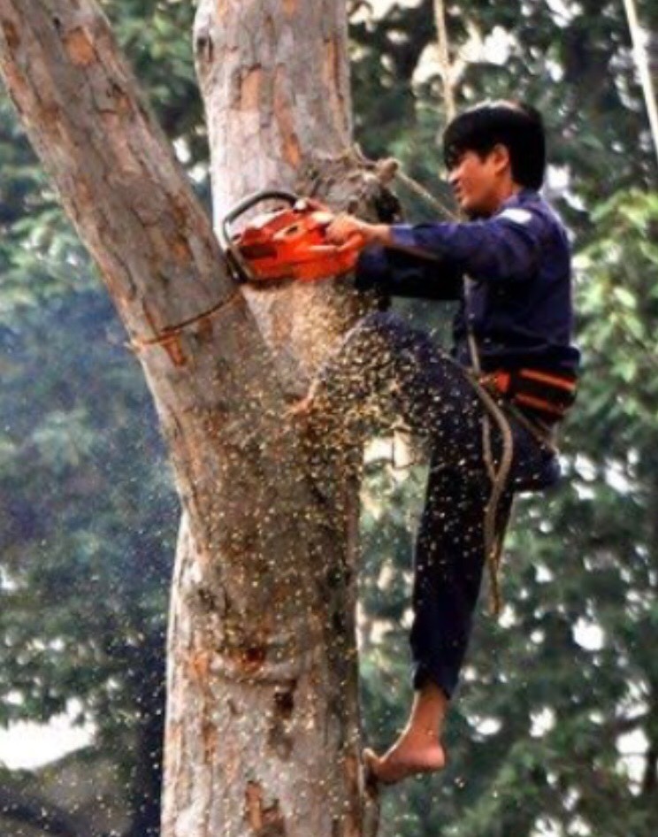 Thực hiện cắt tỉa hoặc chặt hạ