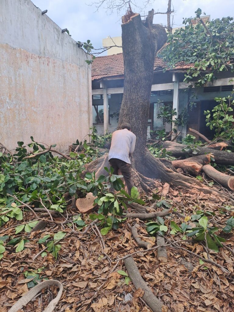 Tiêu chí chọn dịch vụ cưa cây xanh tại quận 3 đáng tin cậy